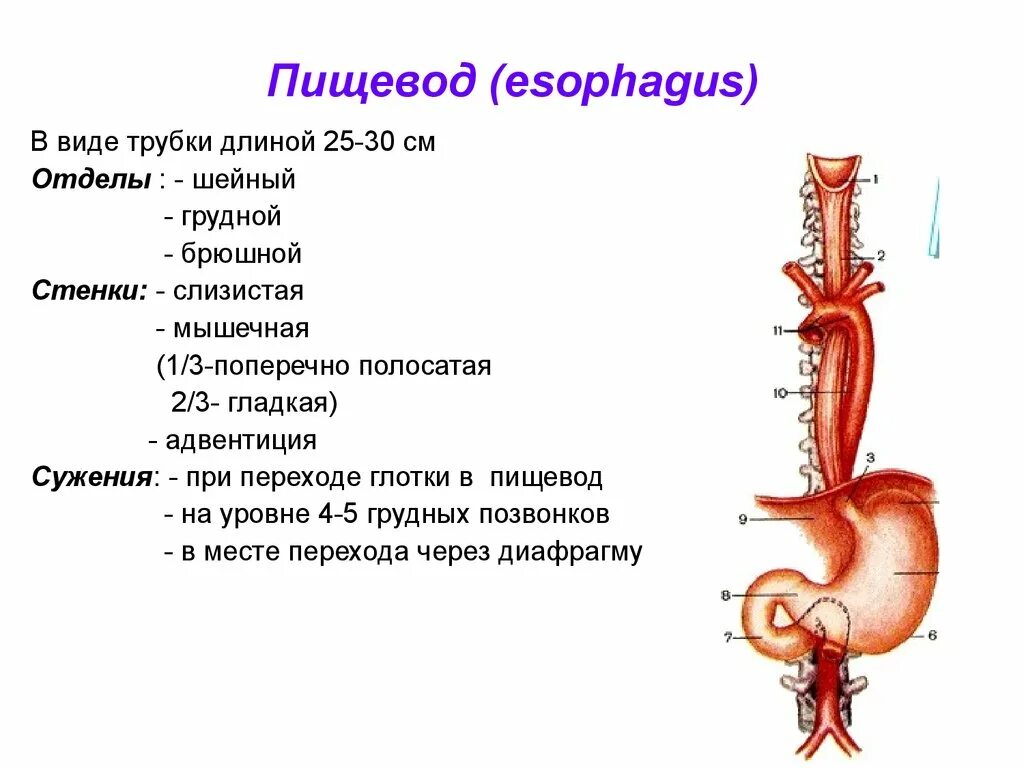 Пищевод фото схема Какая длина пищевода: найдено 85 изображений