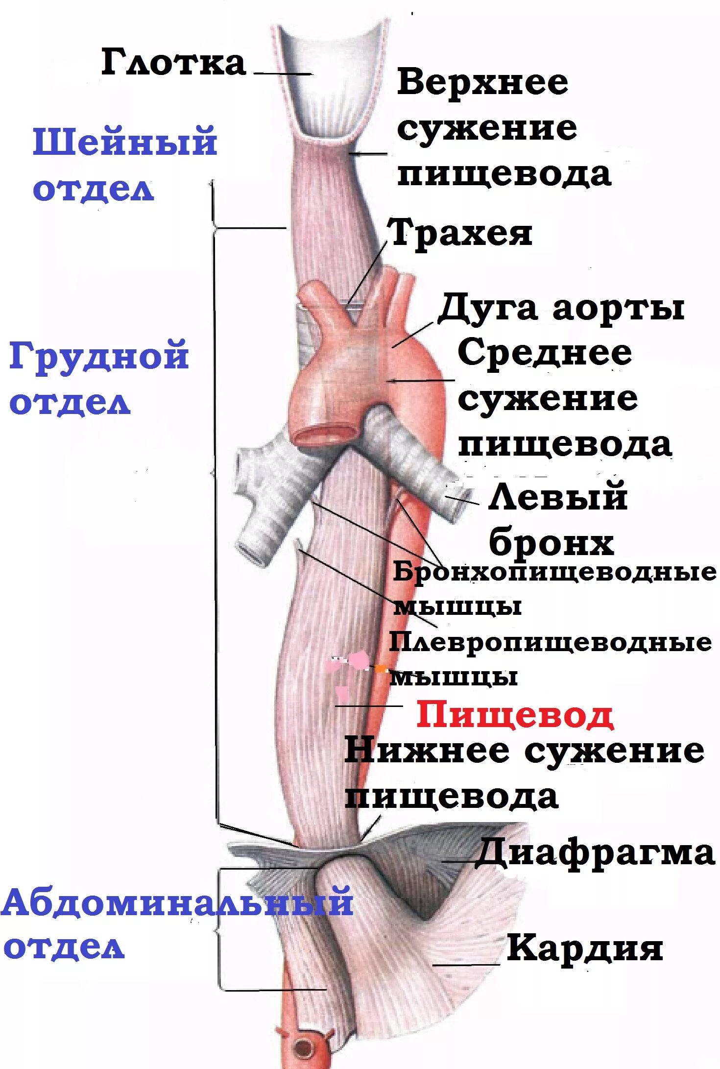 Пищевод фото схема bolezni_pishevoda.htm