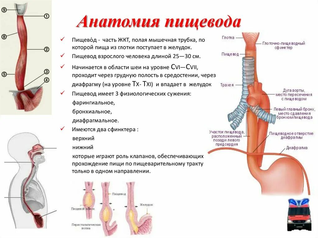 Пищевод строение фото Картинки ПИЩЕВОД КАКАЯ ТКАНЬ