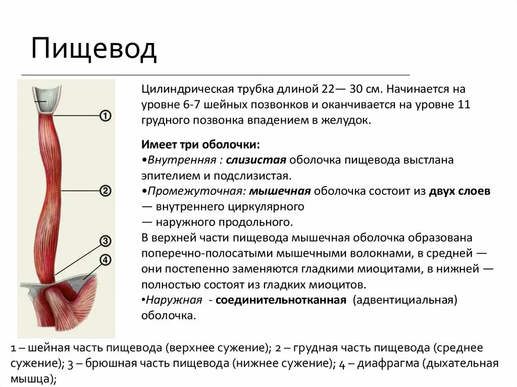 Пищевод строение фото Отделение пищевода: найдено 74 картинок