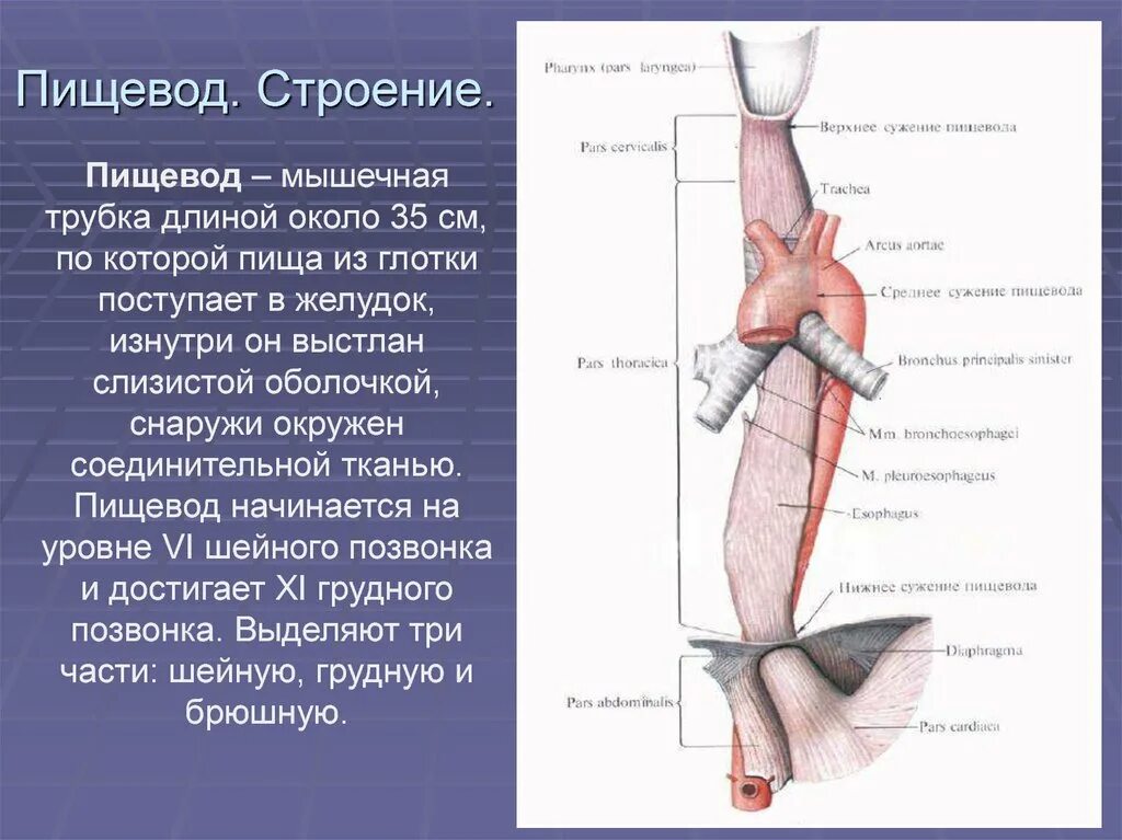 Пищевод строение фото Шейный отдел пищевода: найдено 90 изображений