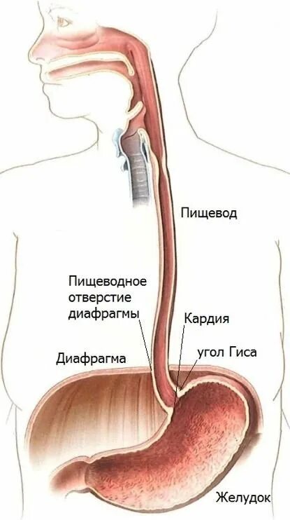 Пищевод строение фото Грыжа пищеводного отверстия диафрагмы (ГПОД) - причины, симптомы, диагностика и 