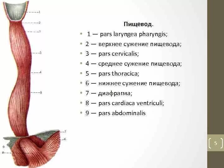 Пищевод строение фото Пищевод на латыни: найдено 90 изображений