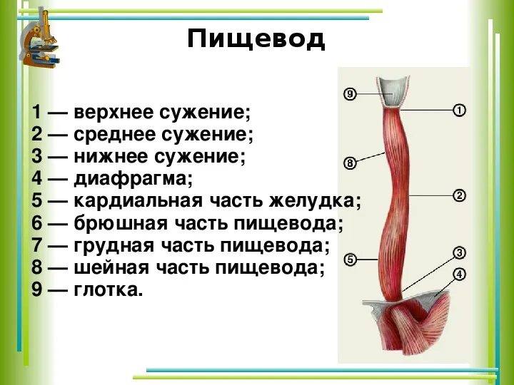 Пищевод строение фото Презентация по биологии на тему " Питание и пищеварение" (8 класс, биология)