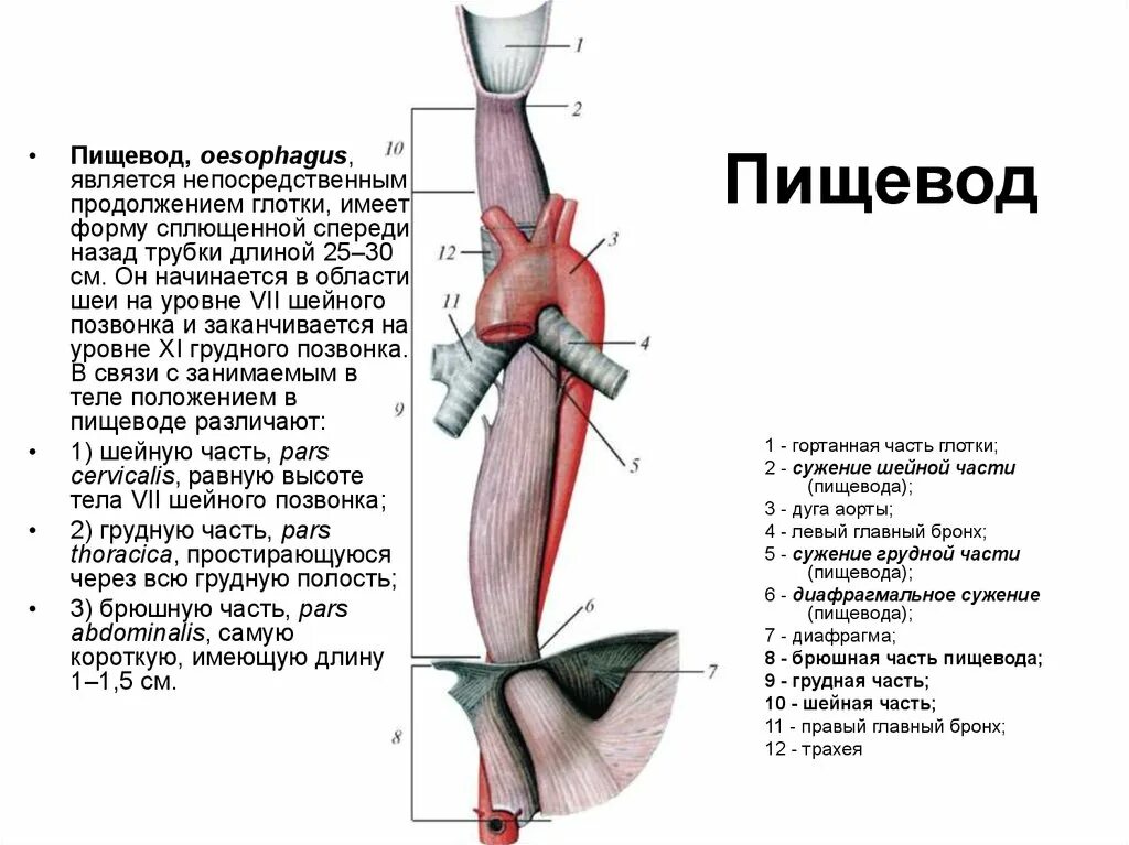 Пищевод строение фото Элементы пищевода