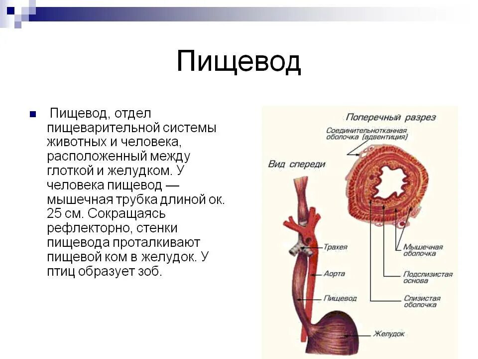 Пищевод строение фото Органы образующие пищевод