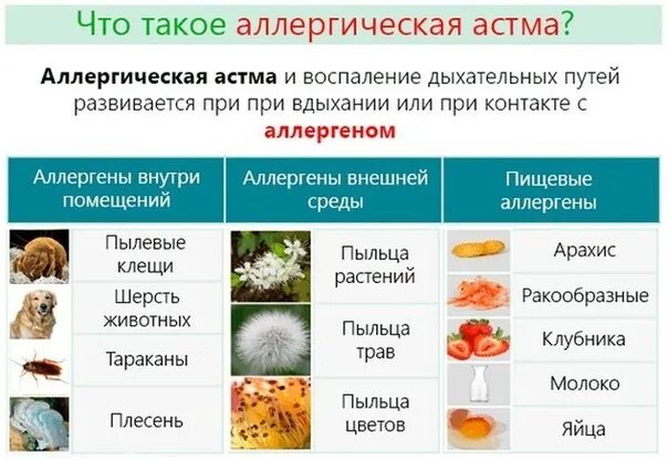 Пищевой аллергия симптомы лечение фото Аллергия и астма: они часто возникают вместе Пыльца, пылевые клещи и шерсть дома