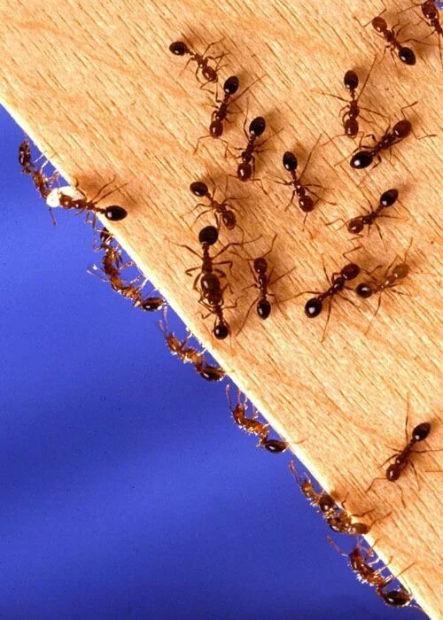 Пищевые муравьи в квартире как выглядят Oh, no, fire ants! Fire ants, Ant infestation, Pest control