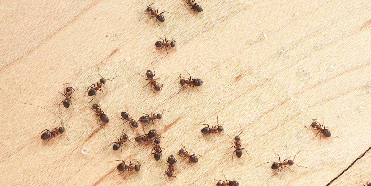 Пищевые муравьи в квартире как выглядят This Genius Two-Ingredient Solution Gets Rid of Ants