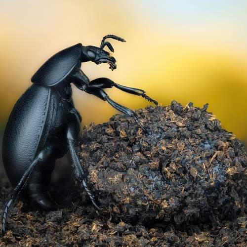Пищевые жуки фото Great photographers in nomination Macro #35AWARDS