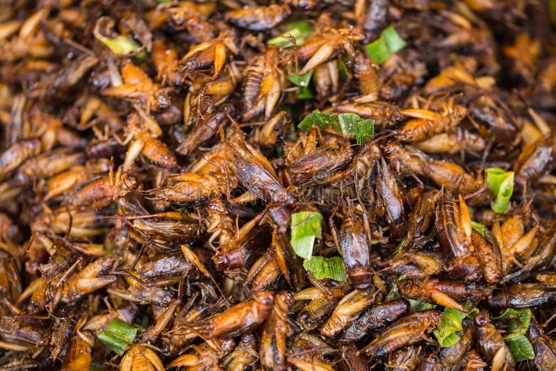 Пищевые жуки фото Cricket Bug Fried Asian Insect Snack Food, High Protein Food Stock Photo - Image