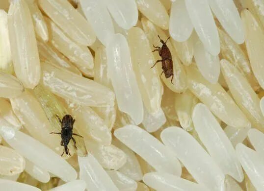 Пищевые жуки фото 10 Tiny Bugs in Your House—And How to Get Rid of Them Emergency food, Storing fo