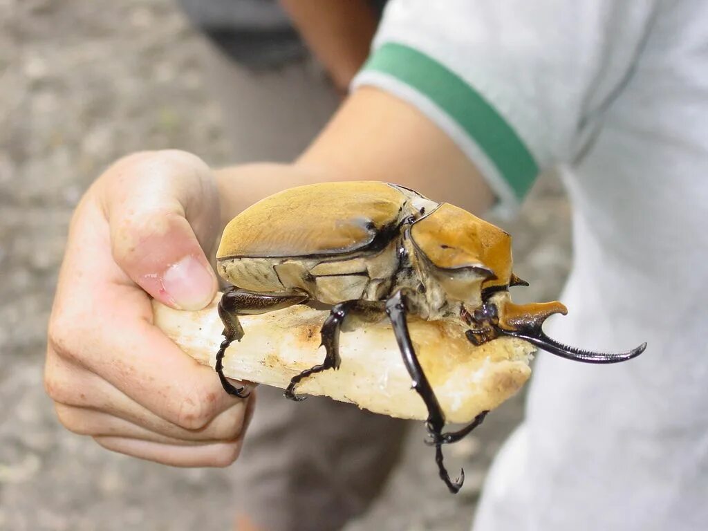 Пищевые жуки фото Hercules Beetle Cool insects, Costa rica wildlife, Costa rica
