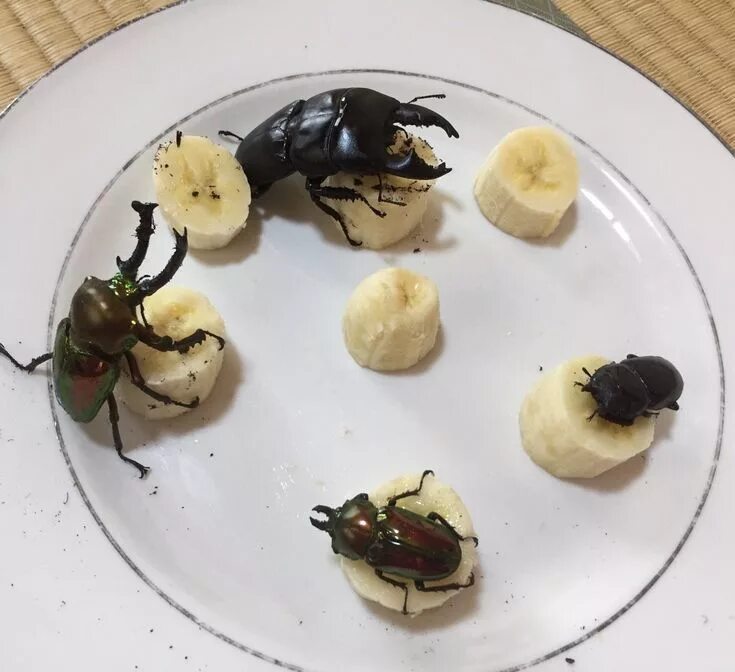 Пищевые жуки фото banana brunch with the gang in 2020 Food, Animals bugs, Insects