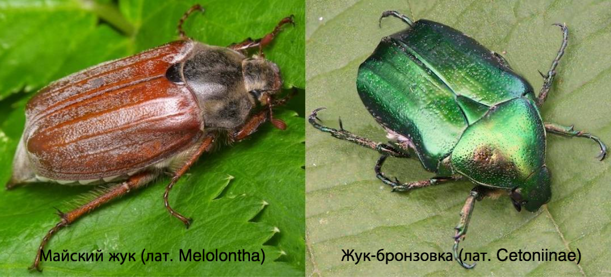 Пищевые жуки фото и названия Природно-исторический парк "Кузьминки-Люблино" - "Нашествие" жуков в 2017 году -