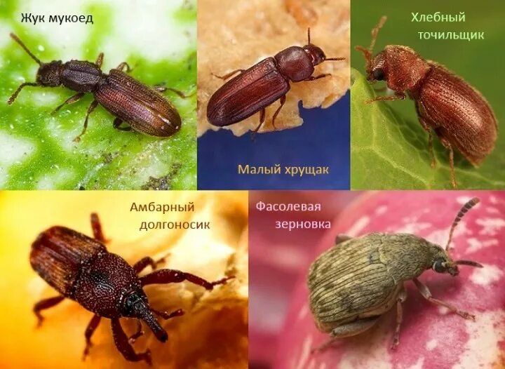 Пищевые жуки фото и названия Жуки в крупах как бороться: найдено 89 изображений