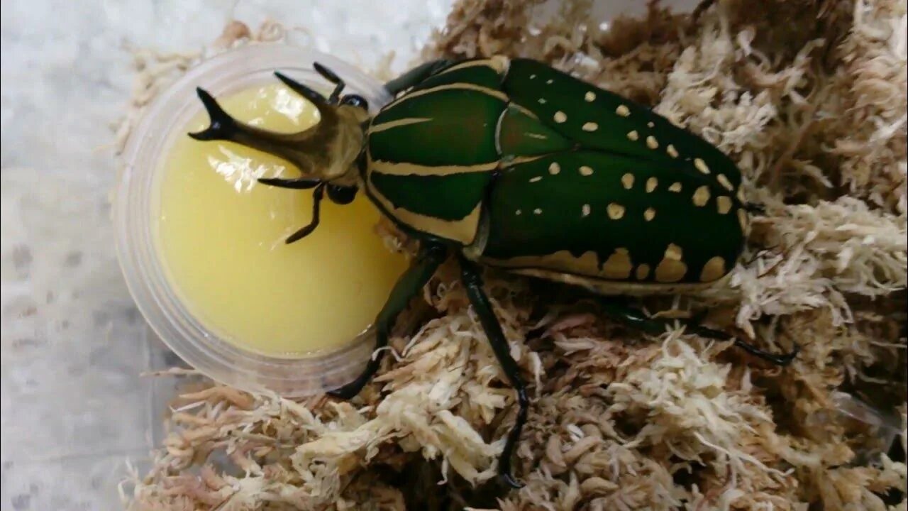 Пищевые жуки фото и названия Mecynorhina polyphemus eating beetle jelly - YouTube