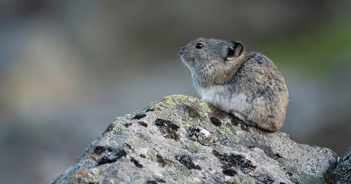 Пищуха фото животное Native Mammals of Colorado Quiz - By palmtree