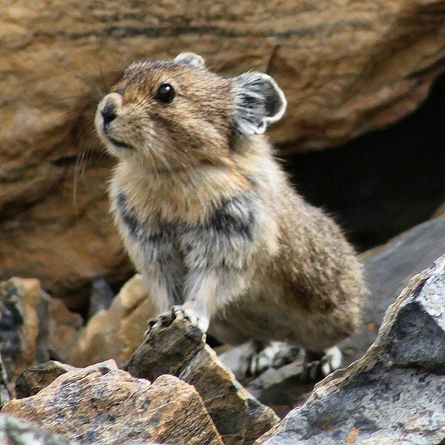 Пищуха фото животное Pin by Николай Александрович on ЖИВОТНЫЕ. Cute animals, Animals, Animals wild