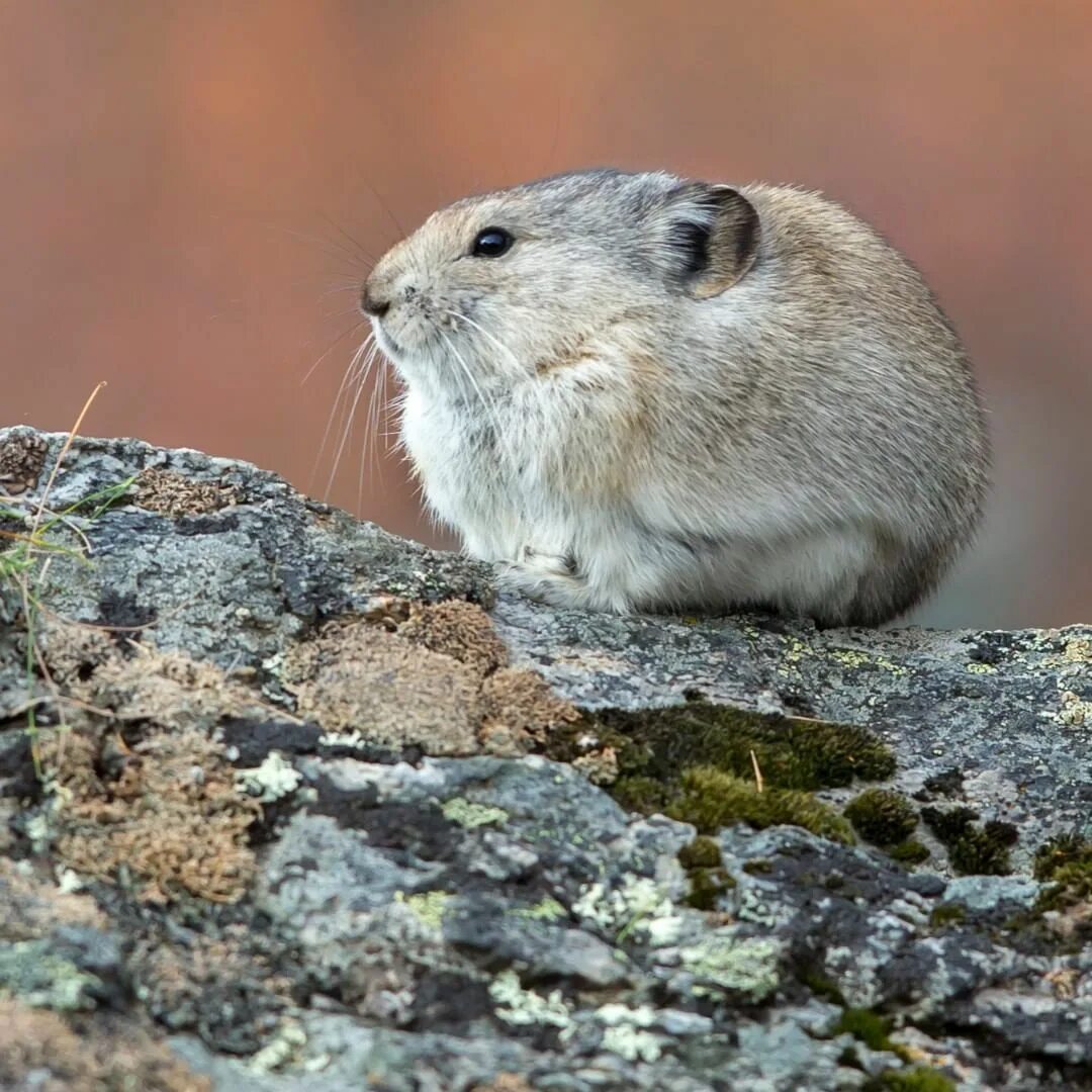 Пищуха фото животное Department of the Interior on Instagram: "Often heard but not seen, #pika sing o