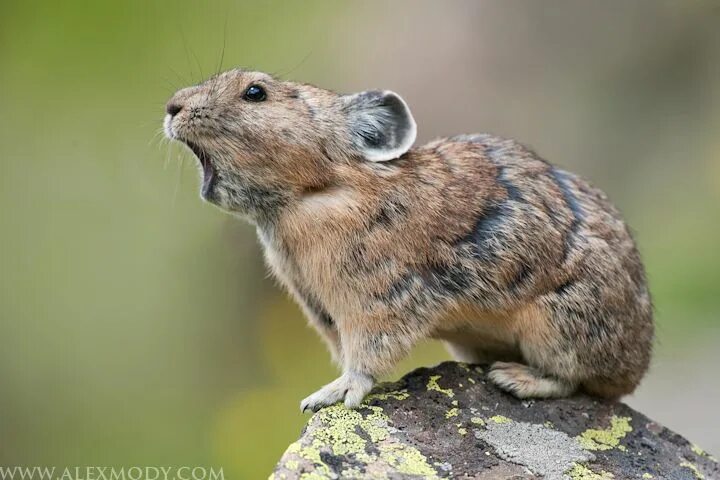 Пищуха фото животное DNS NAPTR record Cute animals, American pika, Baby animals super cute