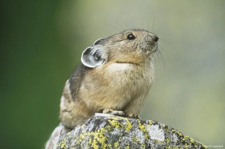 Пищуха фото животное American pika (Ochotona princeps) sitting on a rock in Ouray, Colorado. Unusual 