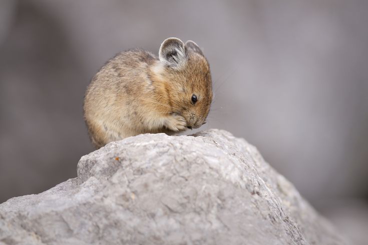 Пищуха фото животное Meet the 'Mouse-Bunny' That Could Vanish From the US Cute animals, Mammals, Amer