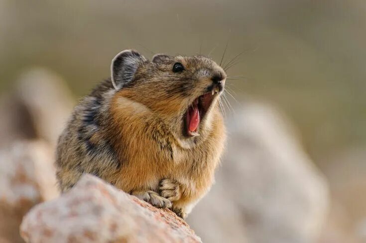 Пищуха фото животное Pika Pika animal, Amazing animal pictures, Cute funny animals