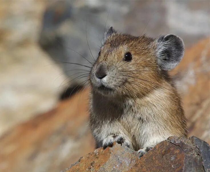 Пищуха фото животное American Pika Cute endangered animals, American pika, Animals wild
