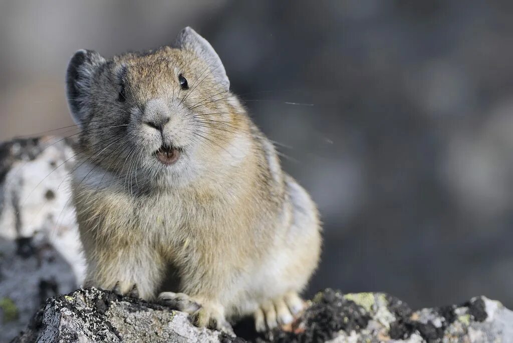Пищуха фото животное Pikachu meme in real life - Imgur