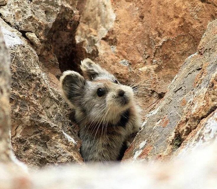 Пищуха фото животное The lli Pika an adorable species of rodent that was rediscovered in northwestern