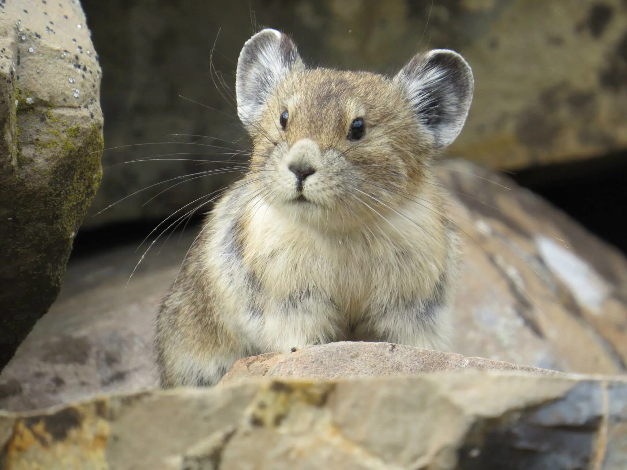 Пищуха фото животное An American pika U.S. Geological Survey