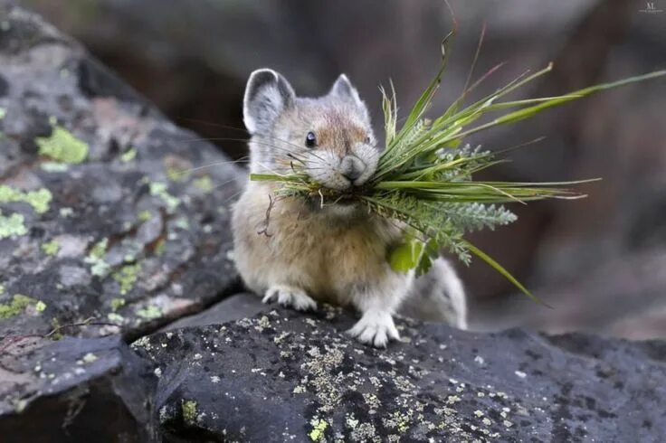Пищуха фото животное The martens constitute the genus Martes within the subfamily Guloninae, in the f