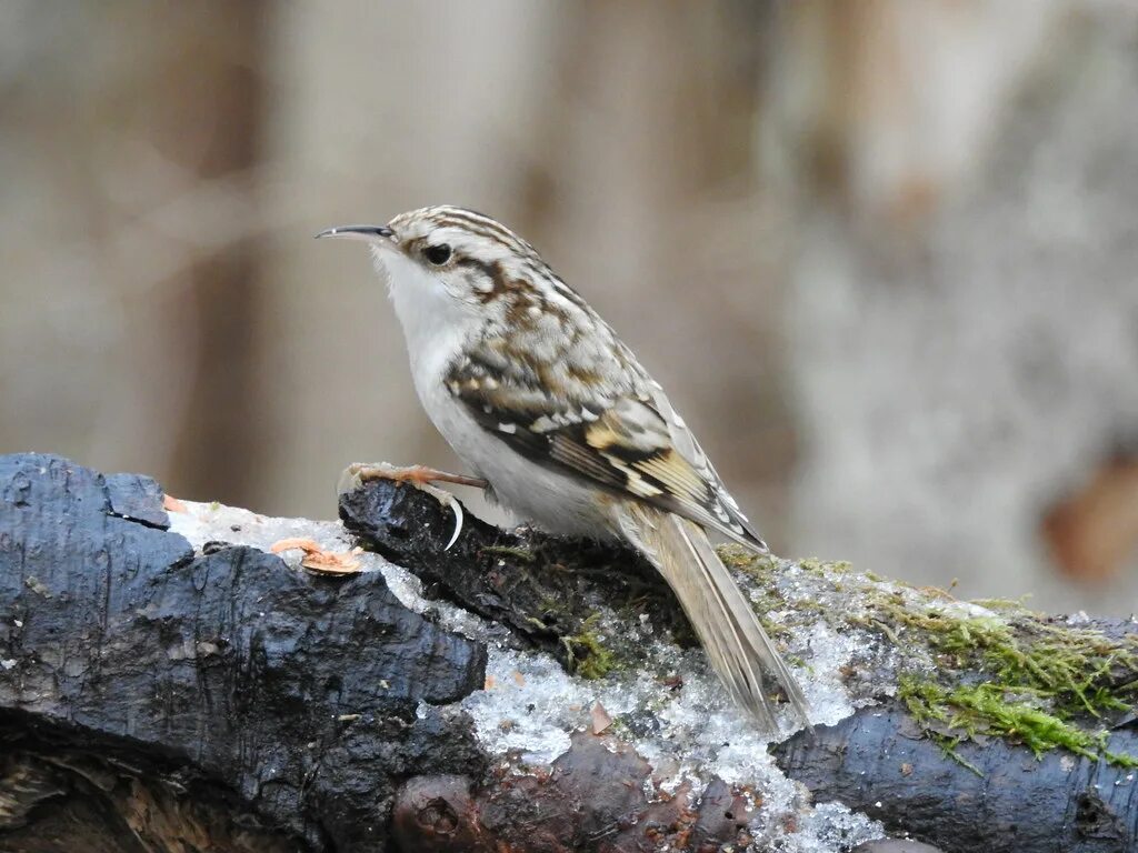 Пищуха птица фото Treecreeper (Certhia familiaris) Eero Kiuru Flickr
