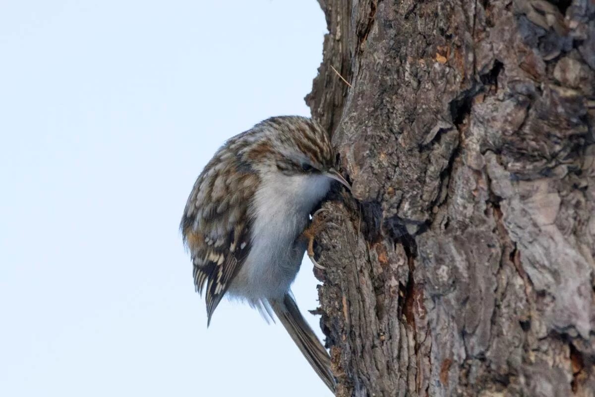 Пищуха птица фото Common Treecreeper (Certhia familiaris). Birds of Siberia.