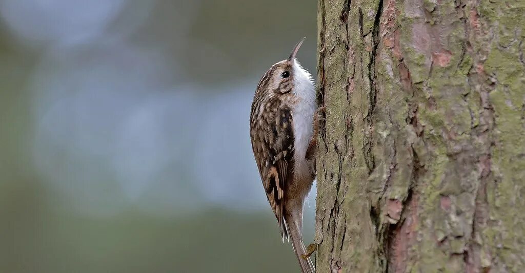 Пищуха птица фото Treecreeper (Certhia familiaris) This Treecreeper led me a. Flickr