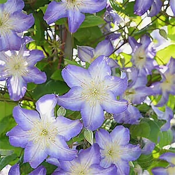 Пистачио кейк клематис фото Клематис Ян Карски (Clematis Jan Karski) купить в Москве по низкой цене из питом