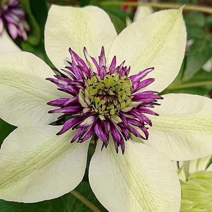 Пистачио кейк клематис фото Clematis Florida - A Beautiful White and Purple Flower