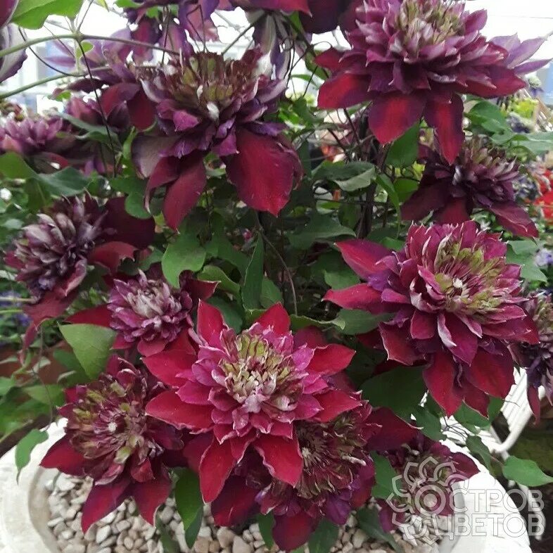Пистачио кейк клематис фото Клематис Темптейшн - купить саженцы Clematis Temptation почтой, недорого