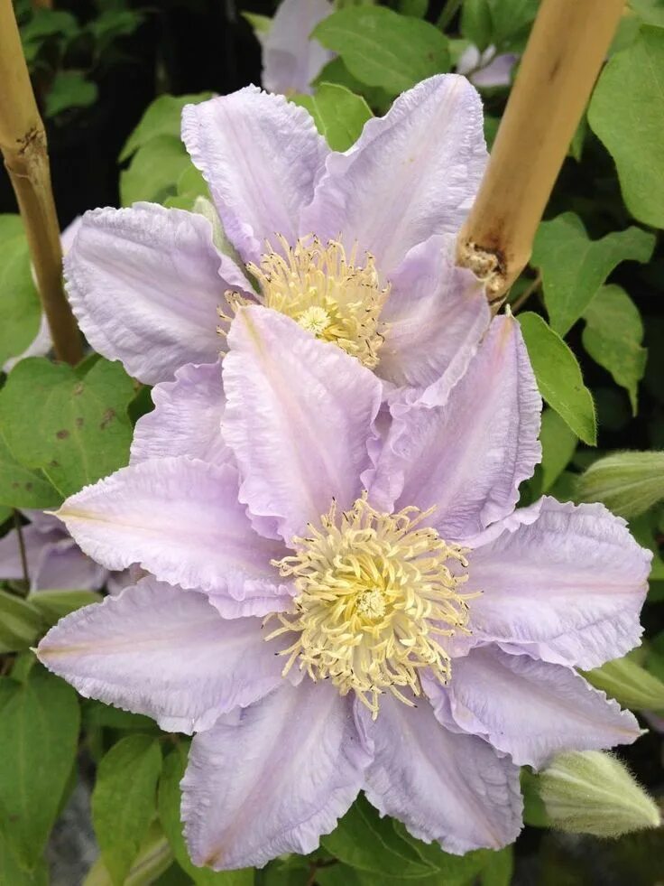 Пистачио кейк клематис фото Esme Clematis, Flowering vines, Clematis vine
