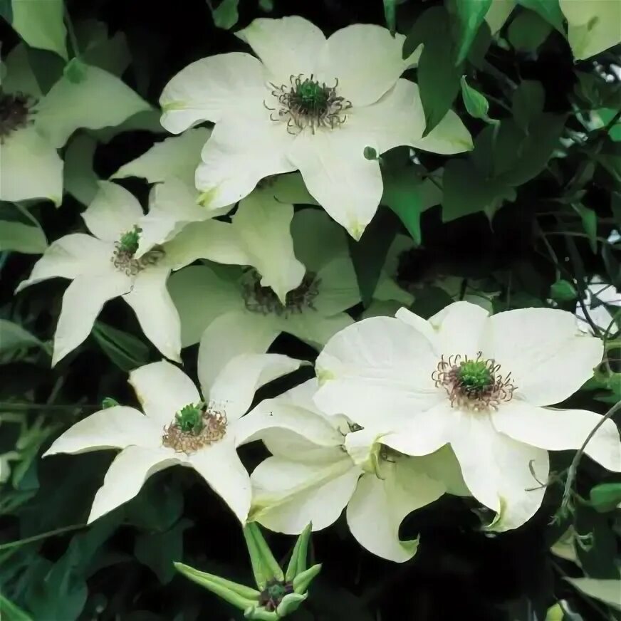 Пистачио кейк клематис фото clematis pistachio - Google Search