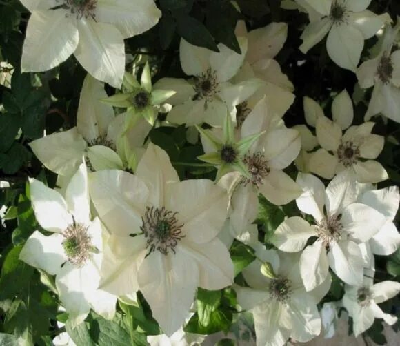 Пистачио кейк клематис фото florida Pistachio Clematis, Flowers, Pistachio