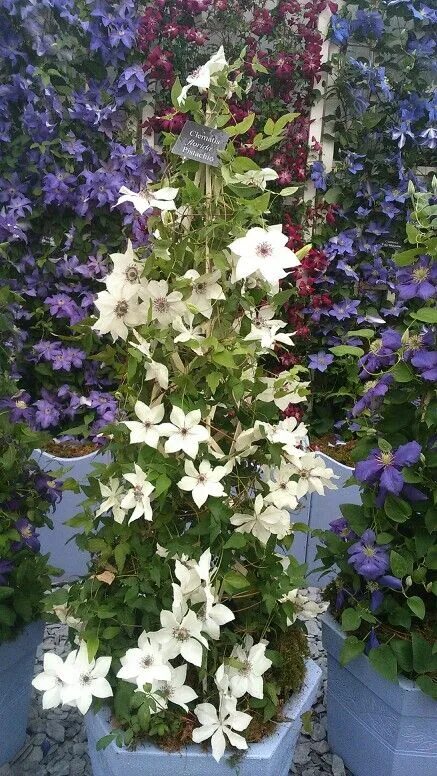 Пистачио кейк клематис фото Clematis pistachio Clematis, Plants, Antique collection