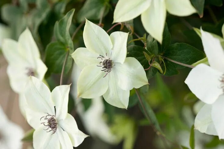 Писташио кейк клематис фото Clematis florida var. normalis 'Pistachio' is a deciduous vine which produces an