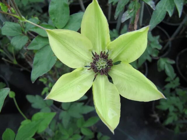 Писташио кейк клематис фото File:Clematis florida 'Evirida'.jpg - Wikimedia Commons