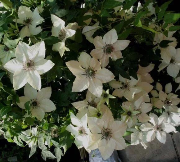 Писташио кейк клематис фото florida Pistachio Clematis, Pistachio, Flowers