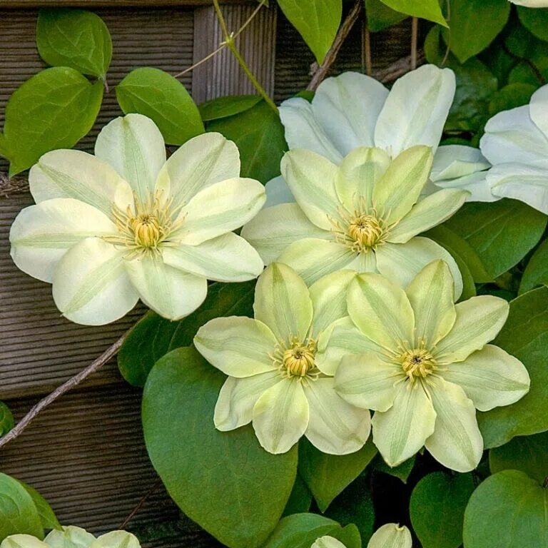 Писташио кейк клематис фото Купить Клематис Дженси Крим (Guernsey Cream) - АС-Клематис