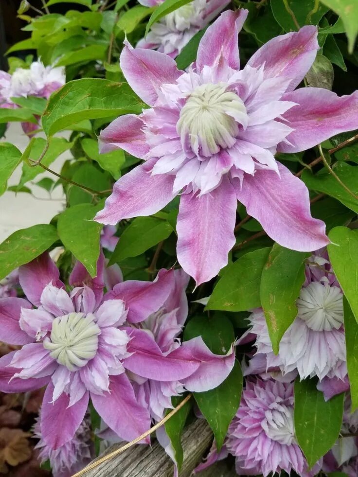 Писташио кейк клематис фото Josephine clematis Clematis, Plants, Garden