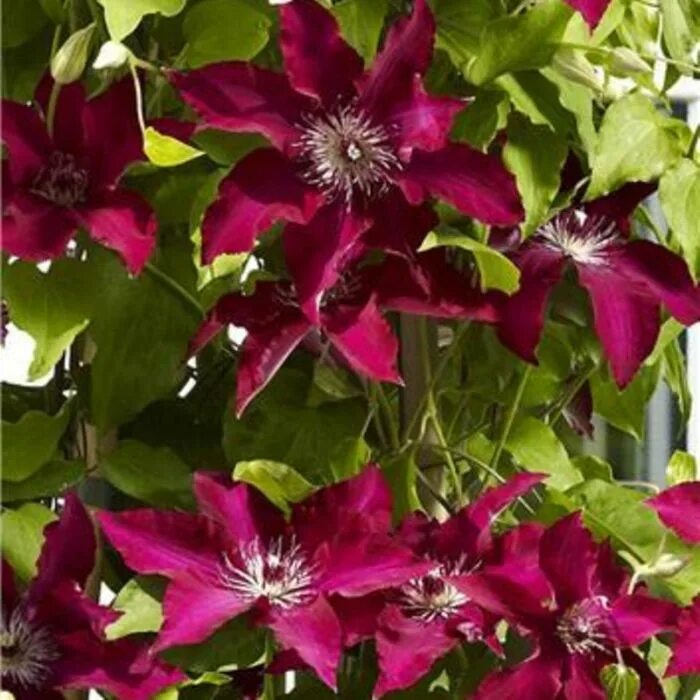 Писташио кейк клематис фото Clematis Gina Lichtnelke Pflanzenversand