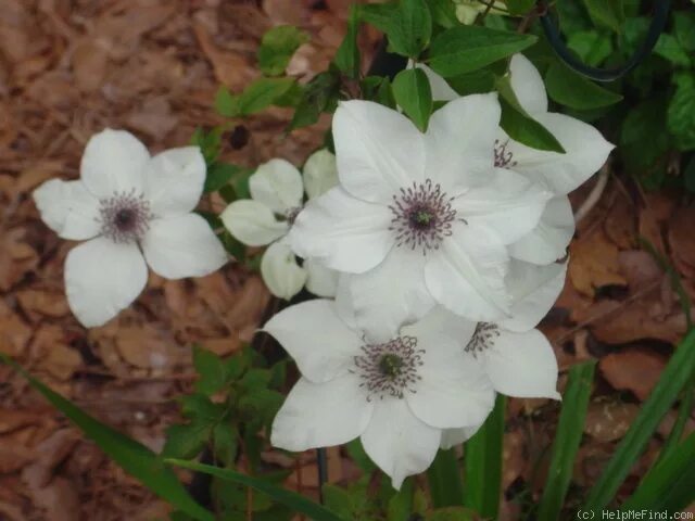 Писташио кейк клематис фото florida 'Pistachio'' Clematis